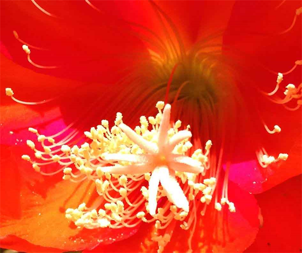 Dapacu Flora Photography Museum